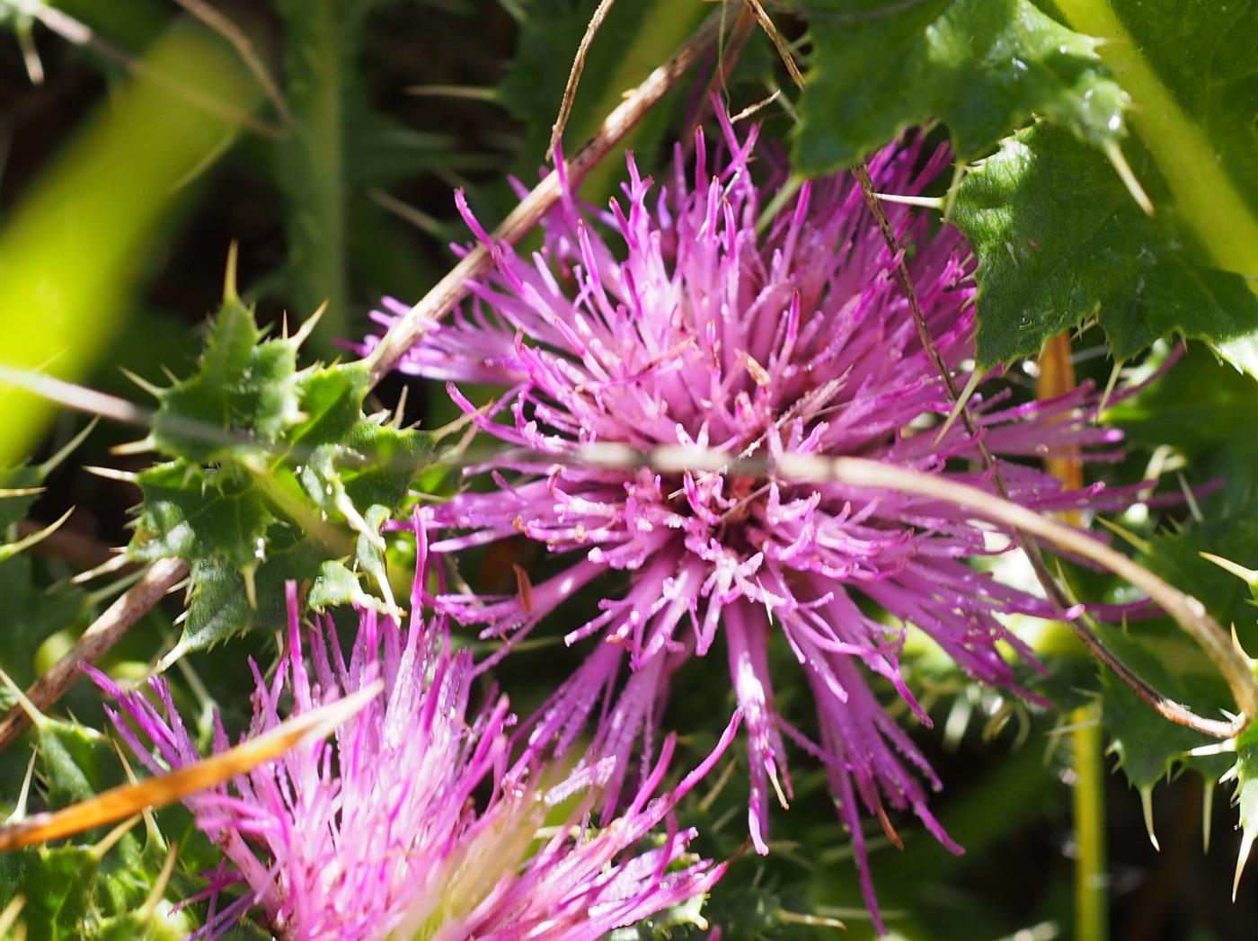 Thistle, Stemless flower